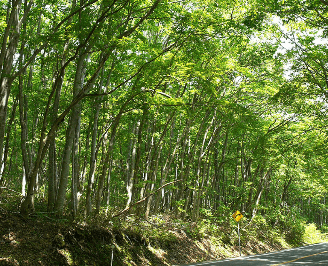 大山のブナ林の写真